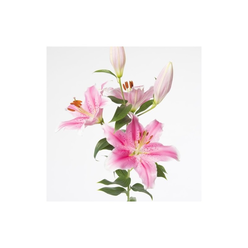 Lilium Sorbonne OR roosa