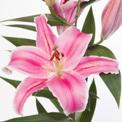 Lilium Marlon OR roosa