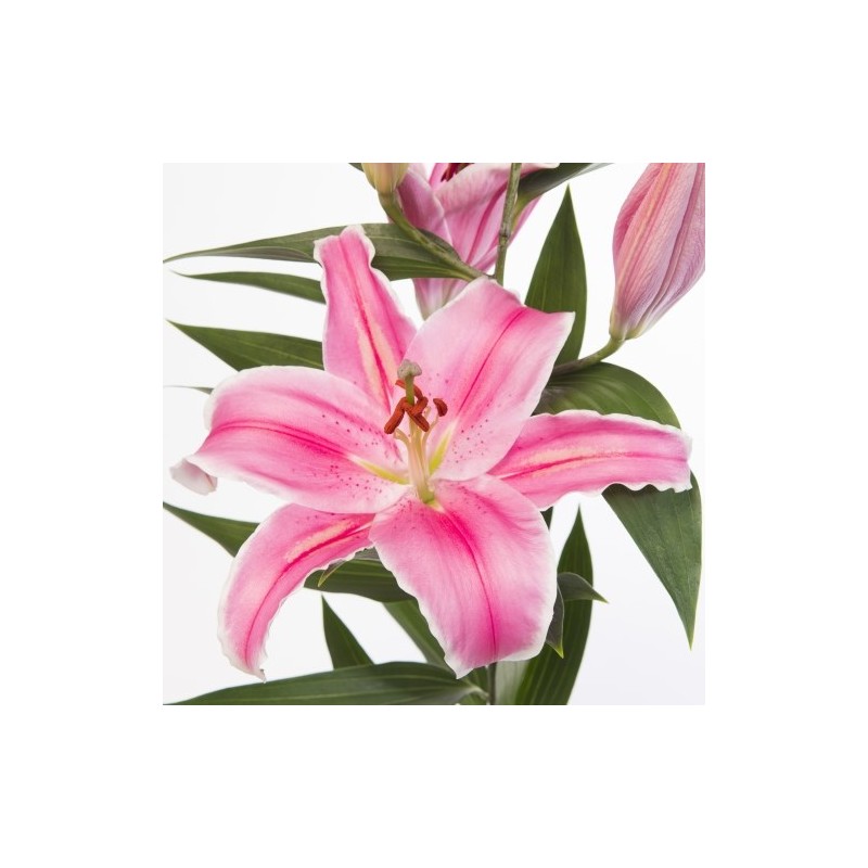 Lilium Marlon OR roosa