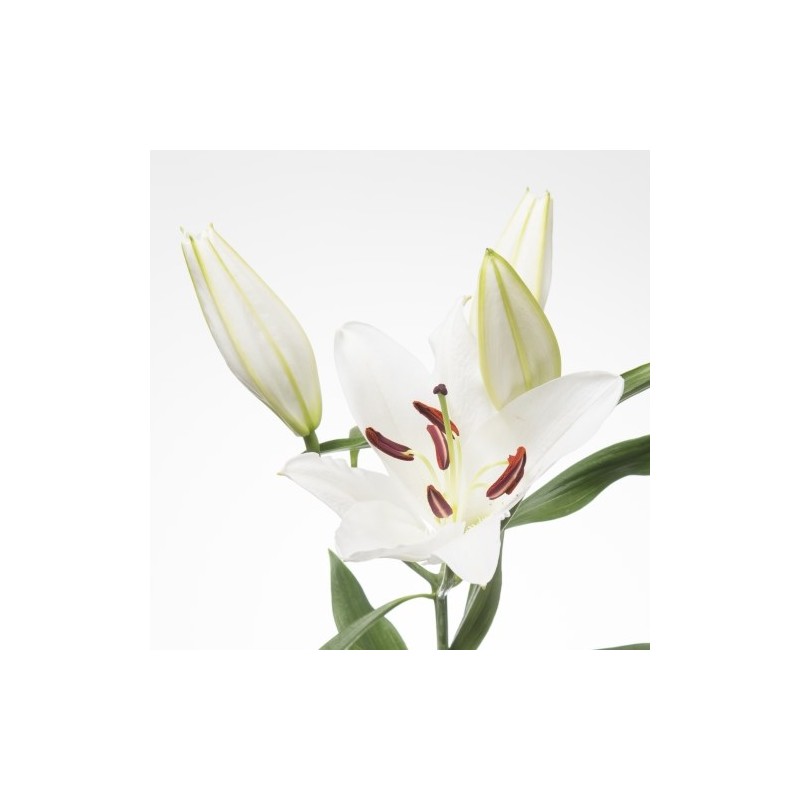 Lilium Santander OR valge