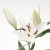 Lilium Santander OR valge