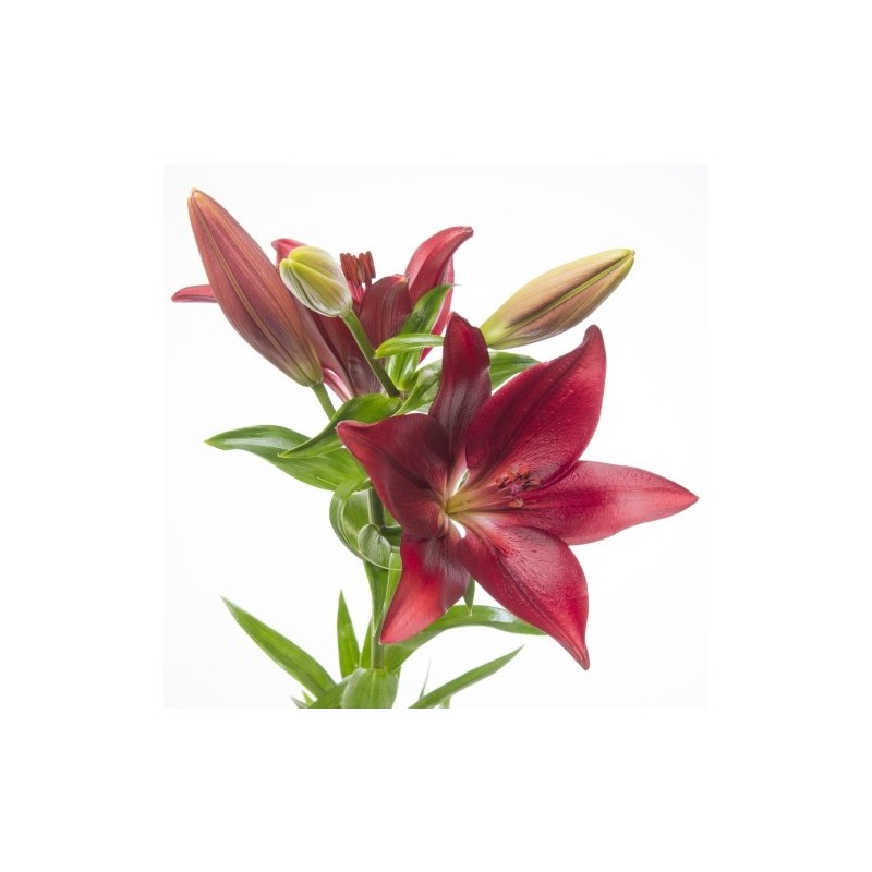 Lilium OR punane