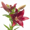 Lilium OR punane
