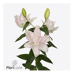 Lilium Roselily Anouska OR valge/roosa
