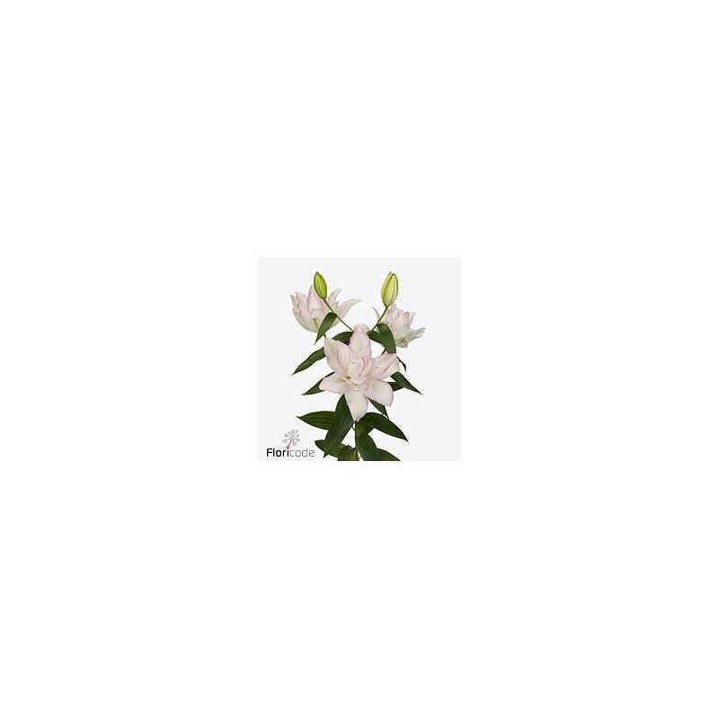 Lilium Roselily Anouska OR valge/roosa