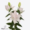 Lilium Roselily Anouska OR valge/roosa