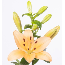 Lilium Menorca LA oranž