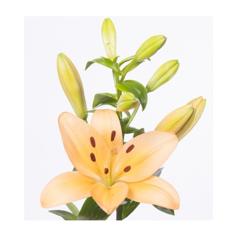 Lilium Menorca LA oranž