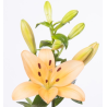 Lilium Menorca LA oranž