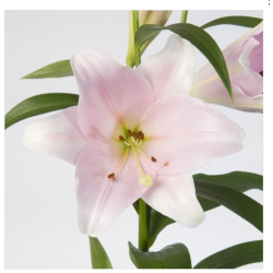 Lilium Gracioli (OR) roosa