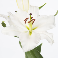 Lilium Signum OR valge