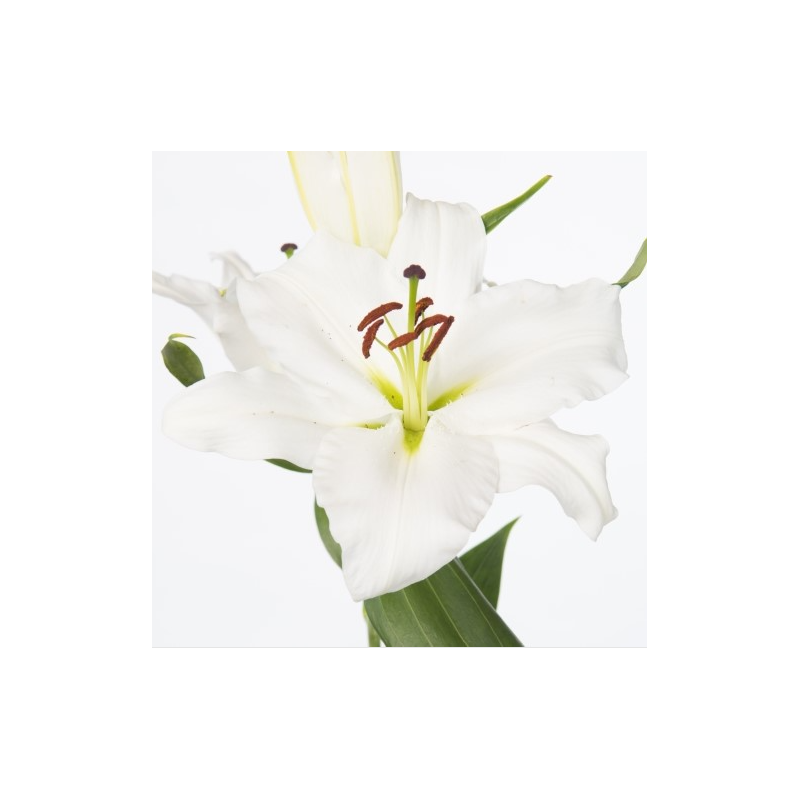 Lilium Signum OR valge