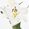 Lilium Signum OR valge