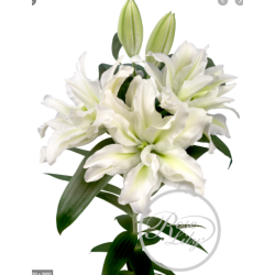 Lilium Roselily Aisha OR valge