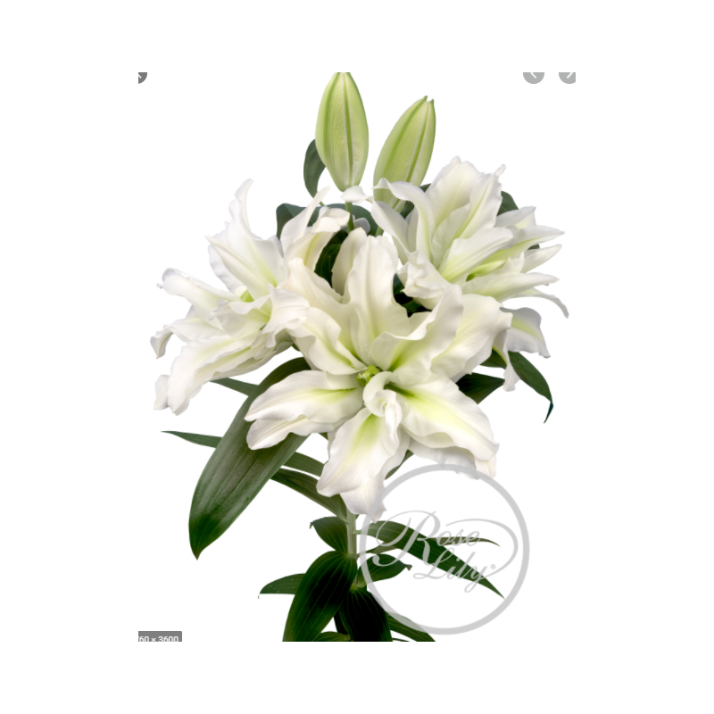 Lilium Roselily Aisha OR valge