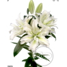 Lilium Roselily Aisha OR valge