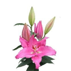 Lilium Catemaco OR tumeroosa
