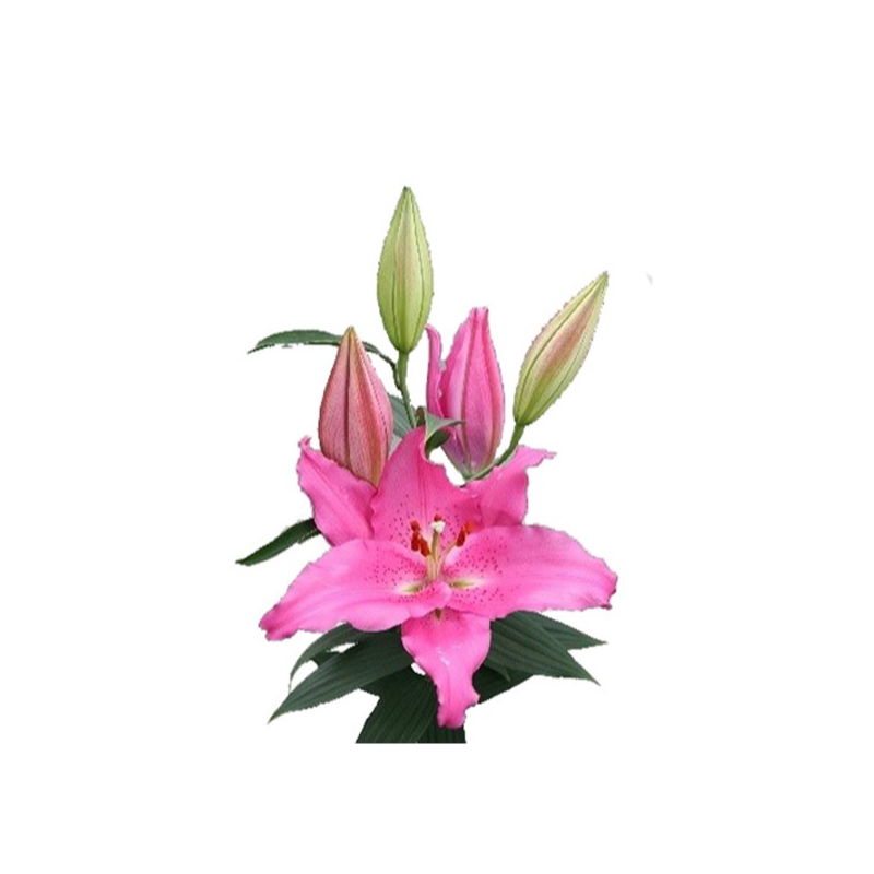 Lilium Catemaco OR tumeroosa