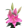Lilium Catemaco OR tumeroosa