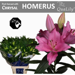 Lilium Maldano  OR tumeroosa