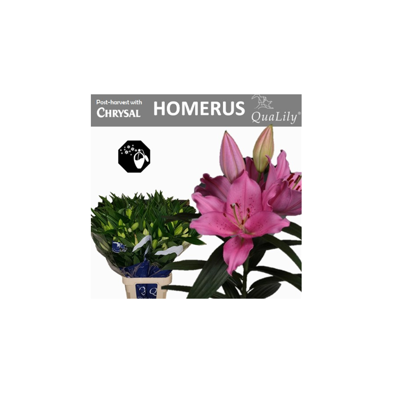 Lilium Maldano  OR tumeroosa