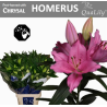Lilium Maldano  OR tumeroosa