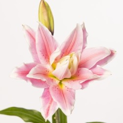 Lilium Roselily Isabella OR roosa