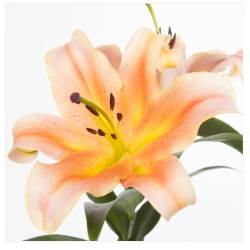 Lilium Zelmira OR oranž