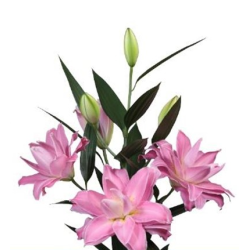 Lilium Roselily Floretta OR roosa