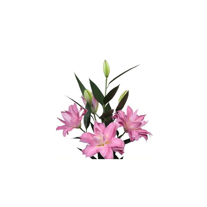 Lilium Roselily Floretta OR roosa