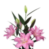 Lilium Roselily Floretta OR roosa
