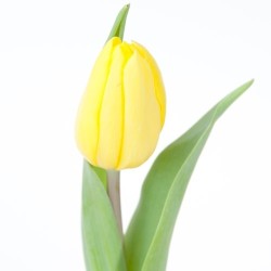 Tulp Strong Gold kollane