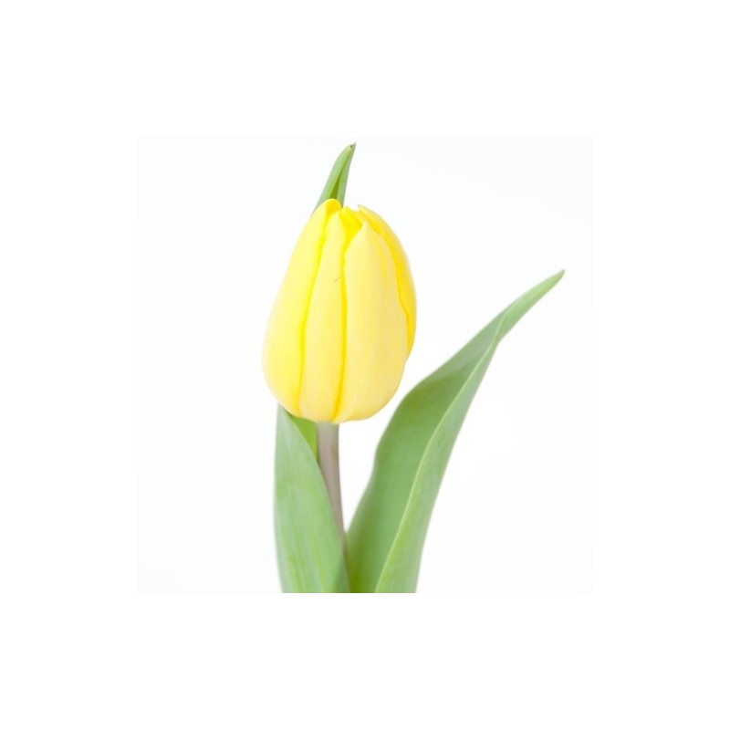 Tulp Strong Gold kollane