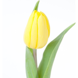 Tulp Strong Gold kollane