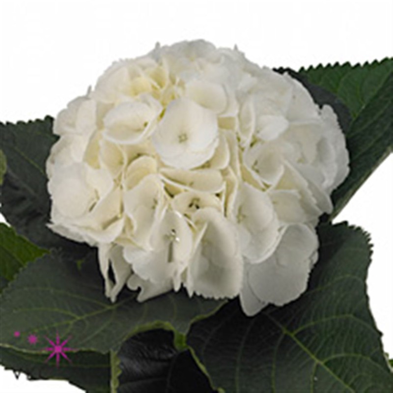 Hortensia Schneeball 70-80cm valge