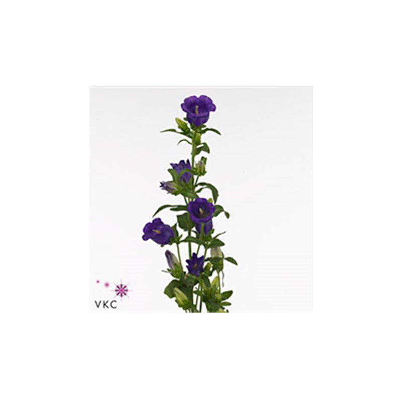 Bellflower Medium Champion Blue tumelilla