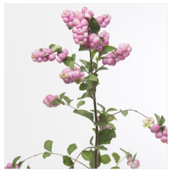 Snowberry roosa