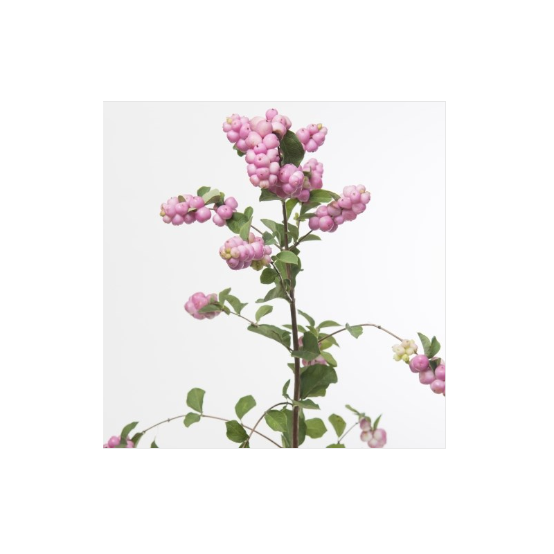 Snowberry roosa