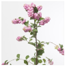 Snowberry roosa