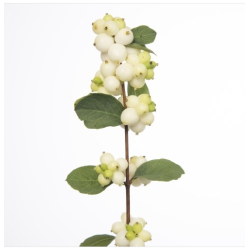 Snowberry valge