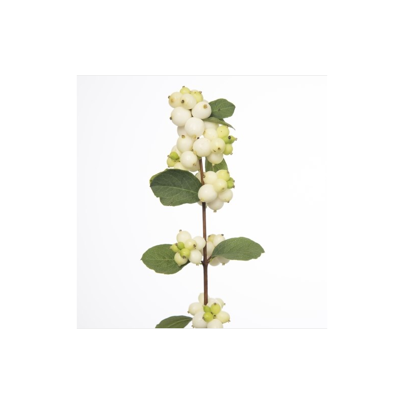 Snowberry valge
