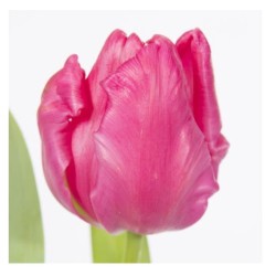 Tulp Marvel Parrot roosa