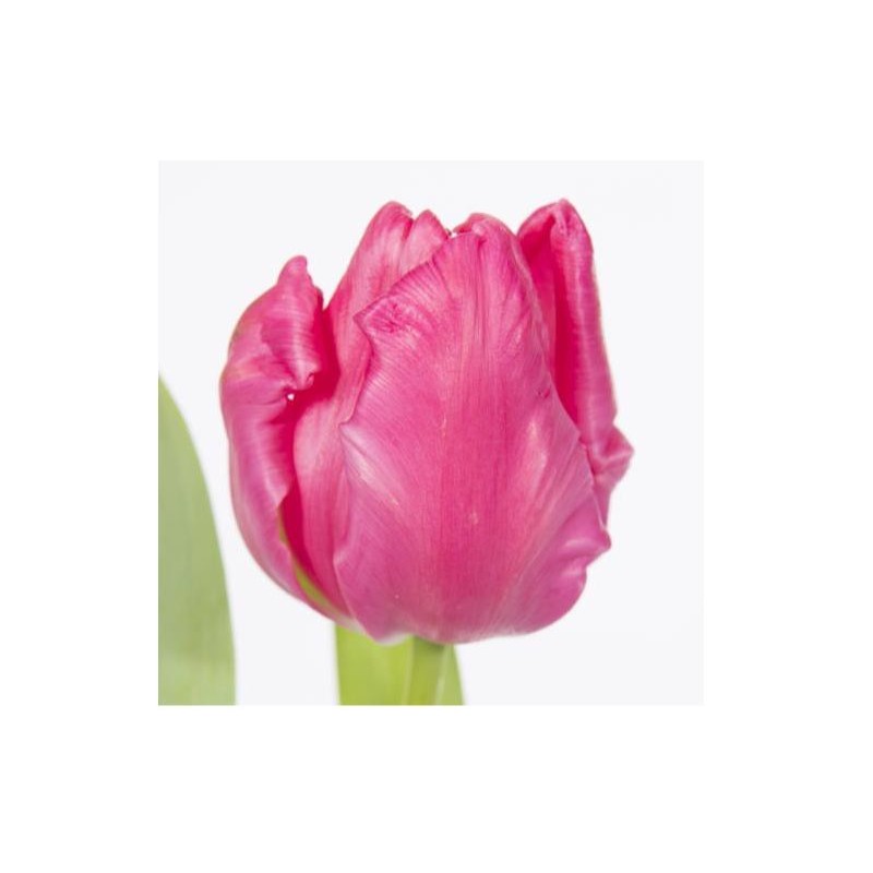 Tulp Marvel Parrot roosa