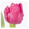 Tulp Marvel Parrot roosa