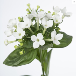 Bouvardia White Sensation valge