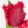 Tulp Indiana punane