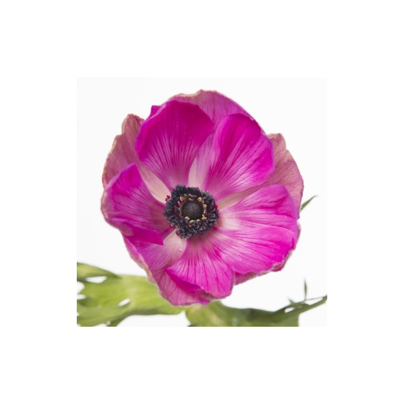 Aster mix bunch