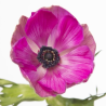 Aster mix bunch