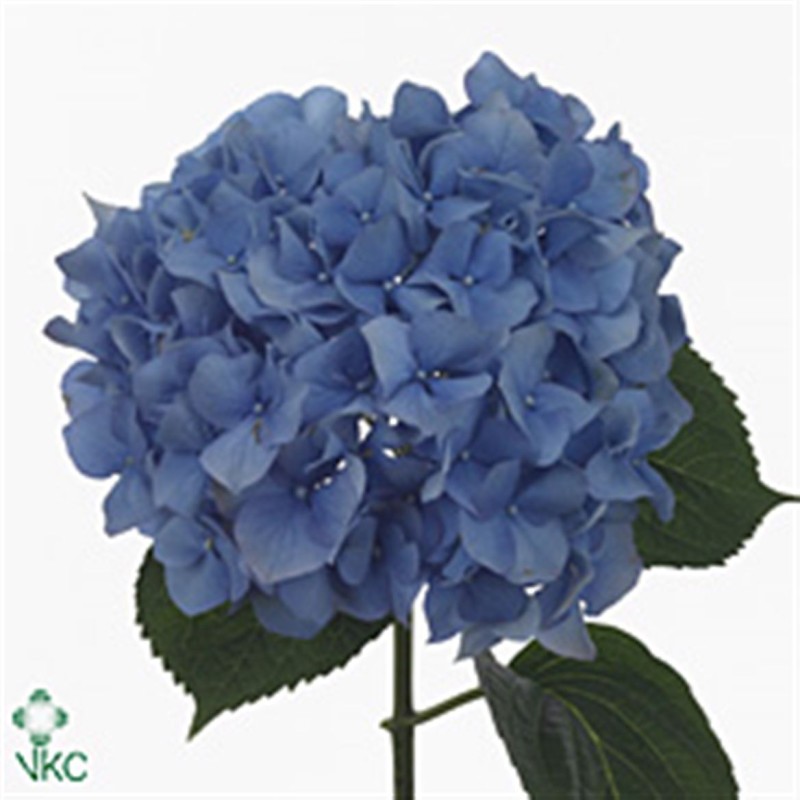 Hortensia Pimpernel 70-80cm sinine