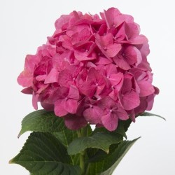 Hortensia RubyRed 80cm punane